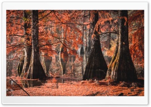 Bald cypress, Boulieu lake, France Ultra HD Wallpaper for 4K UHD Widescreen desktop, tablet & smartphone