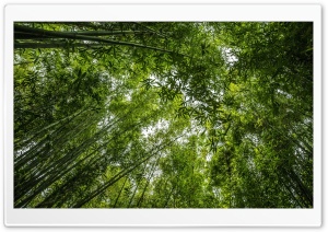 Bamboo Ultra HD Wallpaper for 4K UHD Widescreen desktop, tablet & smartphone