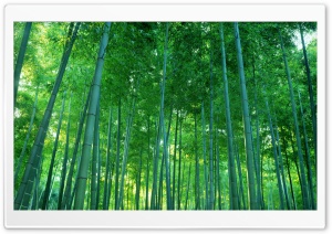 Bamboo Forest Ultra HD Wallpaper for 4K UHD Widescreen desktop, tablet & smartphone