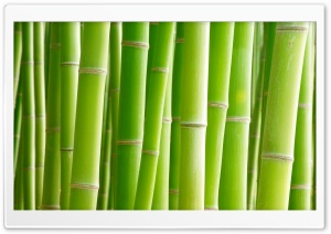 Bamboo, Green Ultra HD Wallpaper for 4K UHD Widescreen desktop, tablet & smartphone
