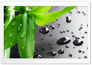 Bamboo Leaves Ultra HD Wallpaper for 4K UHD Widescreen desktop, tablet & smartphone