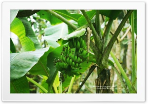 Banana Ultra HD Wallpaper for 4K UHD Widescreen desktop, tablet & smartphone