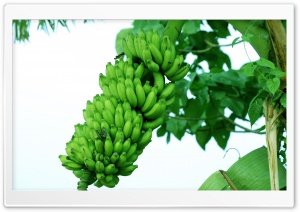 Bananas - Please Dont Use Pesticides Ultra HD Wallpaper for 4K UHD Widescreen desktop, tablet & smartphone