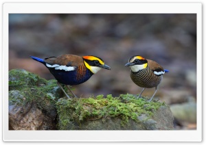 Banded Pitta Birds Ultra HD Wallpaper for 4K UHD Widescreen desktop, tablet & smartphone