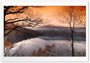 Bare Forest Ultra HD Wallpaper for 4K UHD Widescreen desktop, tablet & smartphone