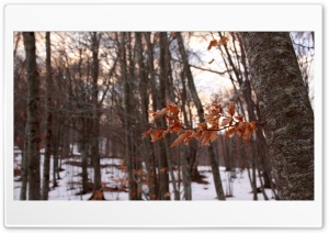 BdS Winter Forest Ultra HD Wallpaper for 4K UHD Widescreen desktop, tablet & smartphone