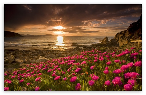 Beach Flowers Ultra HD Desktop Background Wallpaper for 4K UHD TV : Tablet  : Smartphone