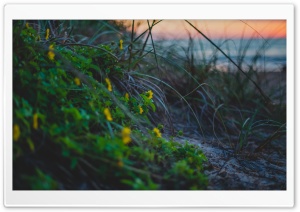 Beach Flowers Ultra HD Wallpaper for 4K UHD Widescreen desktop, tablet & smartphone