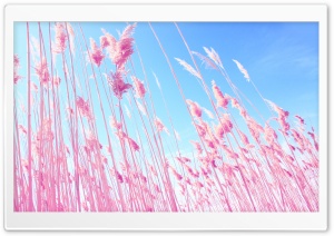 Beach Grass Ultra HD Wallpaper for 4K UHD Widescreen desktop, tablet & smartphone