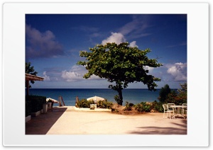 Beach House with a Tree Ultra HD Wallpaper for 4K UHD Widescreen desktop, tablet & smartphone