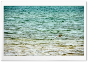 Beach In Blue Mountains, Ontario Ultra HD Wallpaper for 4K UHD Widescreen desktop, tablet & smartphone
