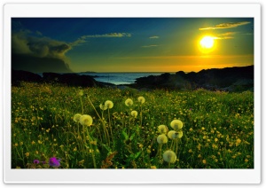 Beach Meadow Ultra HD Wallpaper for 4K UHD Widescreen desktop, tablet & smartphone
