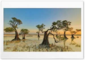 Beach Trees Ultra HD Wallpaper for 4K UHD Widescreen desktop, tablet & smartphone