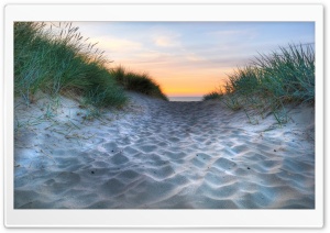 Beach Vegetation Ultra HD Wallpaper for 4K UHD Widescreen desktop, tablet & smartphone