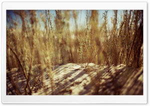 Beach Weeds Ultra HD Wallpaper for 4K UHD Widescreen desktop, tablet & smartphone