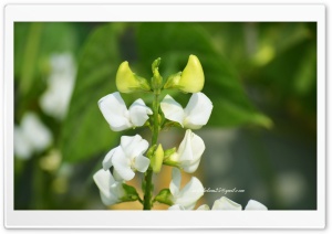 Bean Flowers Ultra HD Wallpaper for 4K UHD Widescreen desktop, tablet & smartphone
