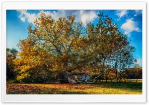 Beautiful Autumn Day, Big Old Tree, House Ultra HD Wallpaper for 4K UHD Widescreen desktop, tablet & smartphone