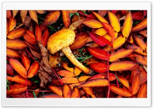 Beautiful Autumn Leaves Ultra HD Wallpaper for 4K UHD Widescreen desktop, tablet & smartphone
