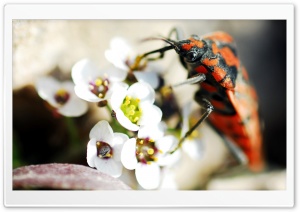 Beautiful Beetle Ultra HD Wallpaper for 4K UHD Widescreen desktop, tablet & smartphone