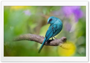 Beautiful Blue birdy Ultra HD Wallpaper for 4K UHD Widescreen desktop, tablet & smartphone