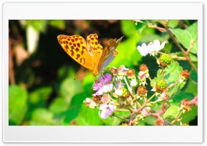 Beautiful butterfly Ultra HD Wallpaper for 4K UHD Widescreen desktop, tablet & smartphone