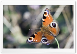 Beautiful Butterfly Ultra HD Wallpaper for 4K UHD Widescreen desktop, tablet & smartphone