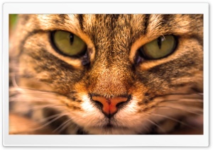 Beautiful Cat Ultra HD Wallpaper for 4K UHD Widescreen desktop, tablet & smartphone