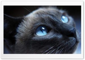 Beautiful Cat Portrait Ultra HD Wallpaper for 4K UHD Widescreen desktop, tablet & smartphone