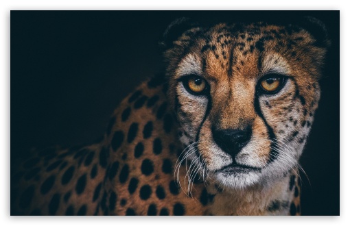 Beautiful Cheetah Animal Ultra HD Desktop Background Wallpaper for 4K UHD  TV : Widescreen & UltraWide Desktop & Laptop : Tablet : Smartphone