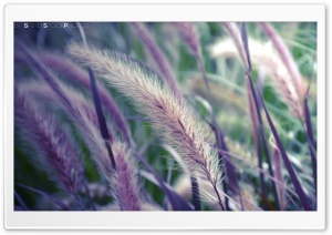 Beautiful Colors Ultra HD Wallpaper for 4K UHD Widescreen desktop, tablet & smartphone