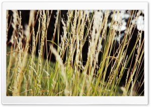 Beautiful Corn Ultra HD Wallpaper for 4K UHD Widescreen desktop, tablet & smartphone