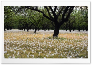 Beautiful Dandelion Field Ultra HD Wallpaper for 4K UHD Widescreen desktop, tablet & smartphone
