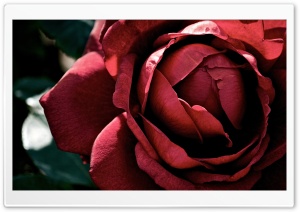 Beautiful Dark Red Rose Ultra HD Wallpaper for 4K UHD Widescreen desktop, tablet & smartphone