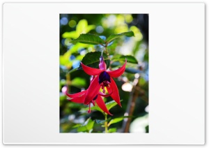 Beautiful flower Ultra HD Wallpaper for 4K UHD Widescreen desktop, tablet & smartphone