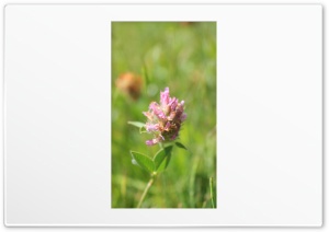beautiful flower Ultra HD Wallpaper for 4K UHD Widescreen desktop, tablet & smartphone