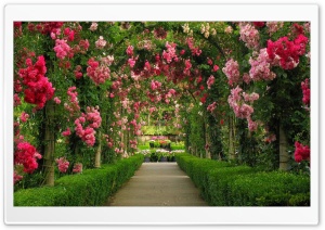 Beautiful Flower Garden Ultra HD Wallpaper for 4K UHD Widescreen desktop, tablet & smartphone