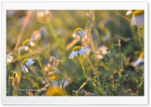 Beautiful Flower in Kurdistan Ultra HD Wallpaper for 4K UHD Widescreen desktop, tablet & smartphone