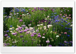 Beautiful flowers Ultra HD Wallpaper for 4K UHD Widescreen desktop, tablet & smartphone