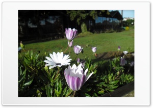 Beautiful Flowers Ultra HD Wallpaper for 4K UHD Widescreen desktop, tablet & smartphone