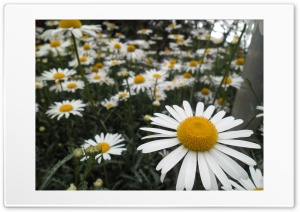 Beautiful Flowers Ultra HD Wallpaper for 4K UHD Widescreen desktop, tablet & smartphone