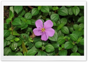 Beautiful Flowers in Sri Lanka Ultra HD Wallpaper for 4K UHD Widescreen desktop, tablet & smartphone