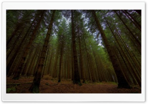 Beautiful Forest Ultra HD Wallpaper for 4K UHD Widescreen desktop, tablet & smartphone