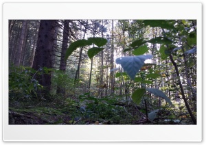 Beautiful forest Ultra HD Wallpaper for 4K UHD Widescreen desktop, tablet & smartphone
