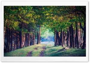 Beautiful Forest Path, Summer Ultra HD Wallpaper for 4K UHD Widescreen desktop, tablet & smartphone