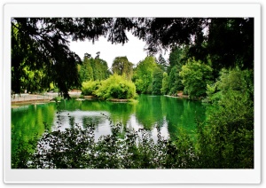 Beautiful Green Trees Ultra HD Wallpaper for 4K UHD Widescreen desktop, tablet & smartphone