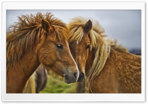 Beautiful Horses Ultra HD Wallpaper for 4K UHD Widescreen desktop, tablet & smartphone