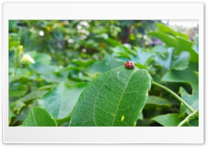 Beautiful Lady Bug on Green Leaf Ultra HD Wallpaper for 4K UHD Widescreen desktop, tablet & smartphone