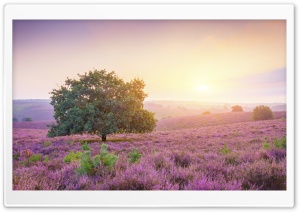 Beautiful Landscape Sunrise Ultra HD Wallpaper for 4K UHD Widescreen desktop, tablet & smartphone
