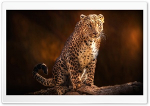 Beautiful Leopard Animal Ultra HD Wallpaper for 4K UHD Widescreen desktop, tablet & smartphone