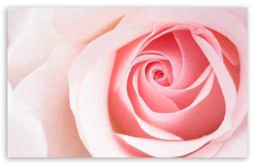 Beautiful Light Pink Rose Flower Macro Ultra HD Desktop Background Wallpaper  for 4K UHD TV : Widescreen & UltraWide Desktop & Laptop : Tablet :  Smartphone